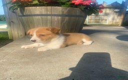 Welsh Corgi Pembroke dogs for sale: Lady - Image 4