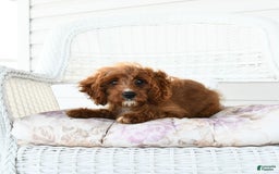 Cavapoo dogs for sale: Miracle - Image 3