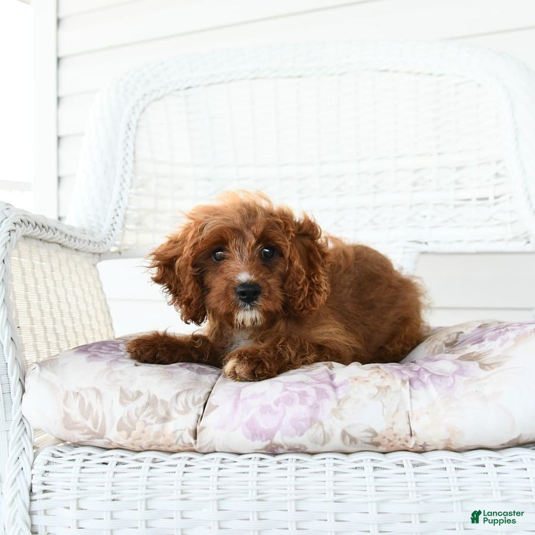 Cavapoo dogs for sale: Miracle - Image 3