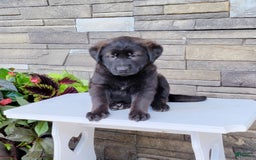 Labrador Retriever dogs for sale: Daneen - Image 2