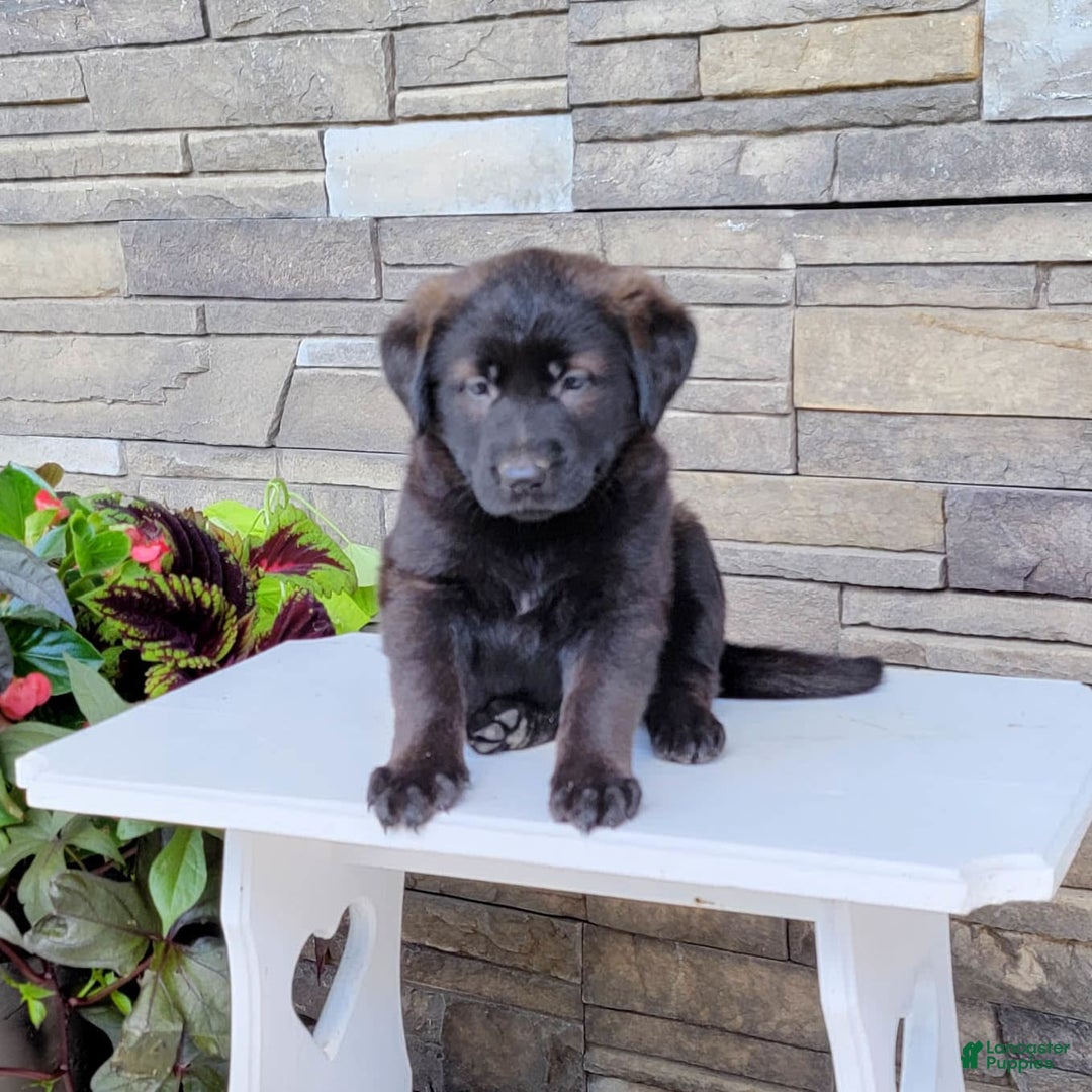 Labrador Retriever dogs for sale: Daneen - Image 2