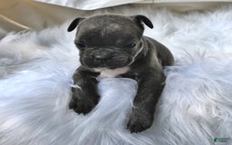 Frenchton dogs for sale: Twinkleberry - Image 2