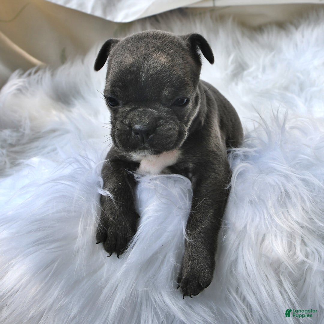 Frenchton dogs for sale: Twinkleberry - Image 2
