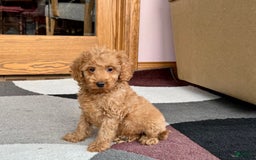 Cockapoo dogs for sale: Tate F1b - Image 2