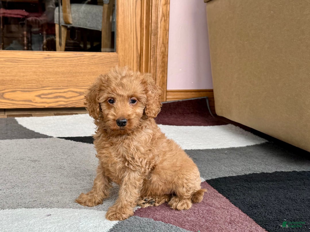 Cockapoo dogs for sale: Tate F1b - Image 2