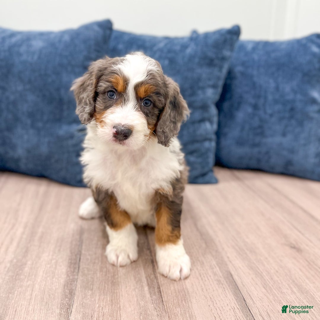 Mini Bernedoodle dogs for sale: Rusty - Image 2
