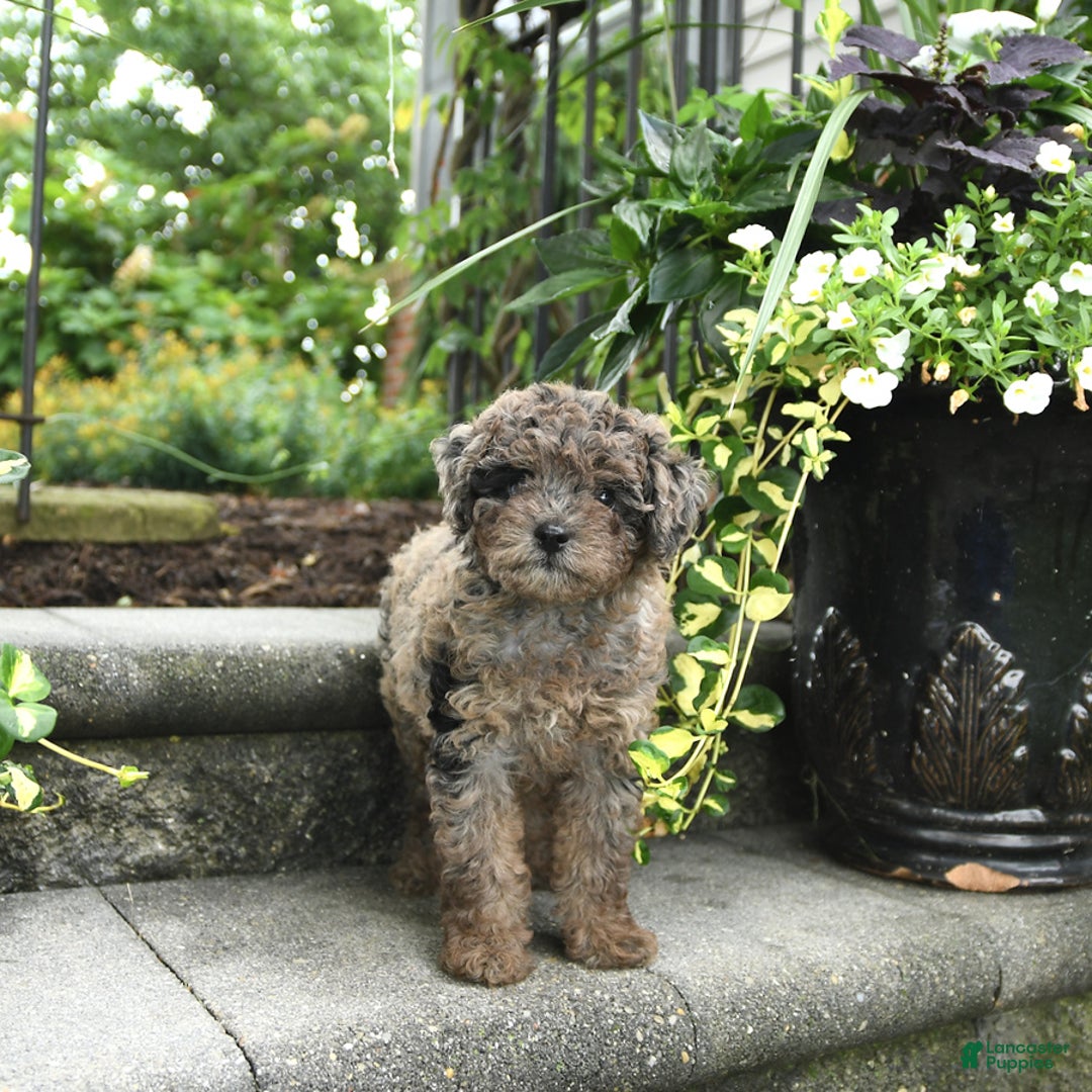 Cavapoo dogs for sale: Reese - Image 2