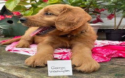 Goldendoodle dogs for sale: Washington - Image 3