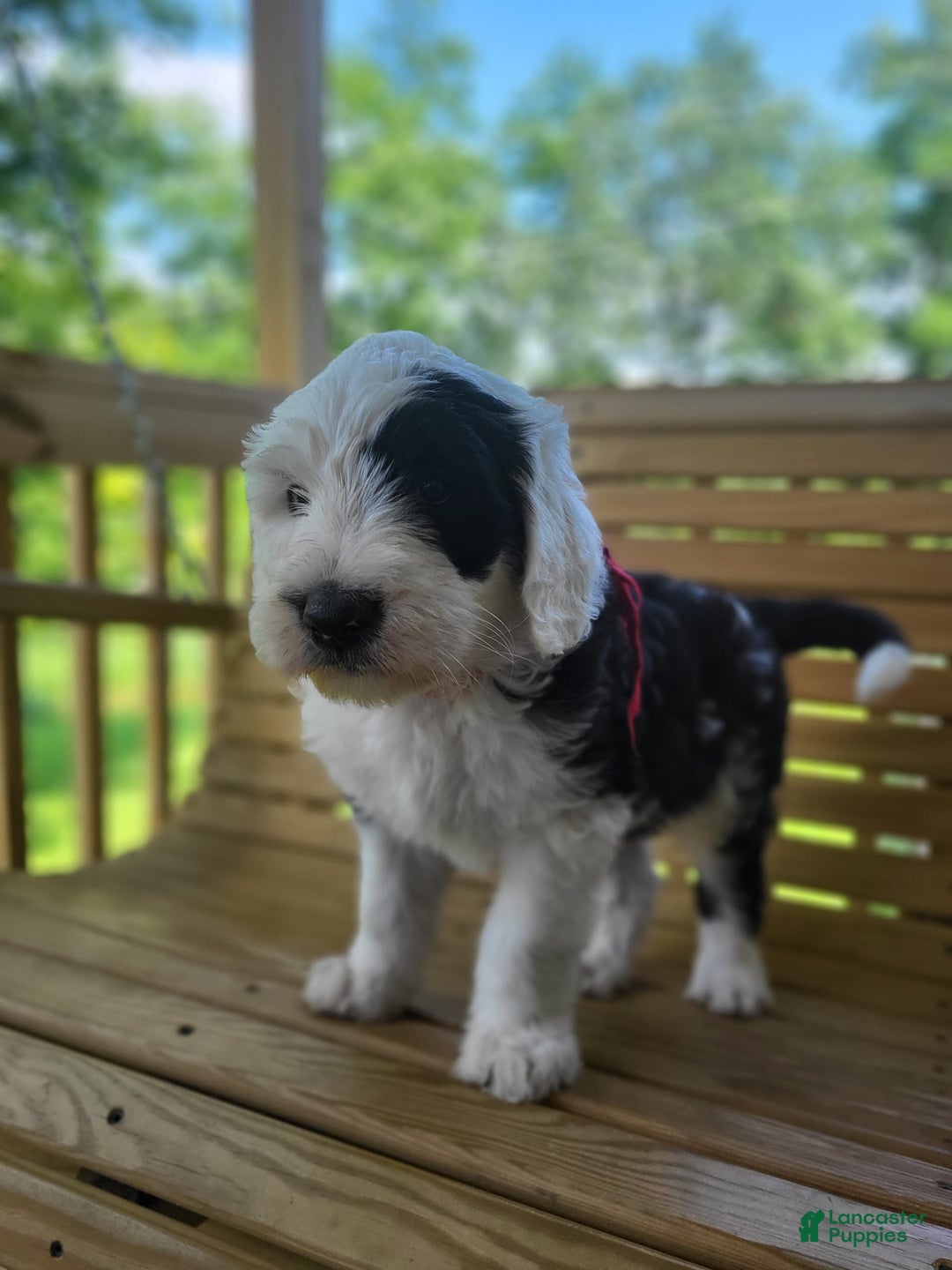Standard Poodle dogs for sale: Cedar - Image 3