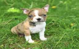 Boston Terrier dogs for sale: Nikki - Image 1