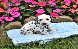 Dalmatian dogs for sale: Lincoln - Image 2