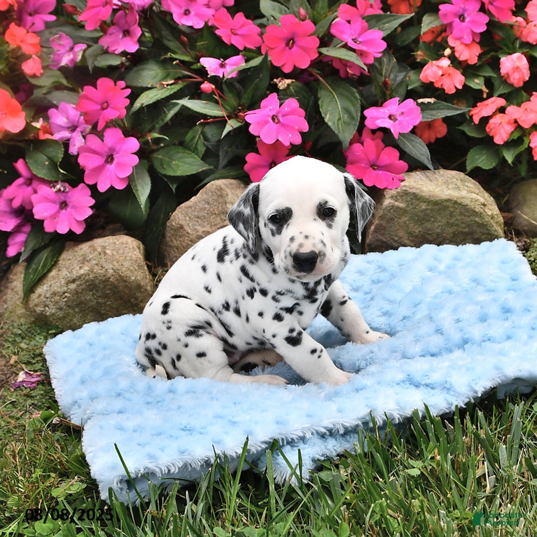 Dalmatian dogs for sale: Lincoln - Image 2