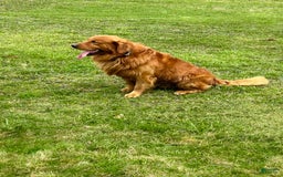 Golden Retriever dogs for sale: Pumpkin - Image 15