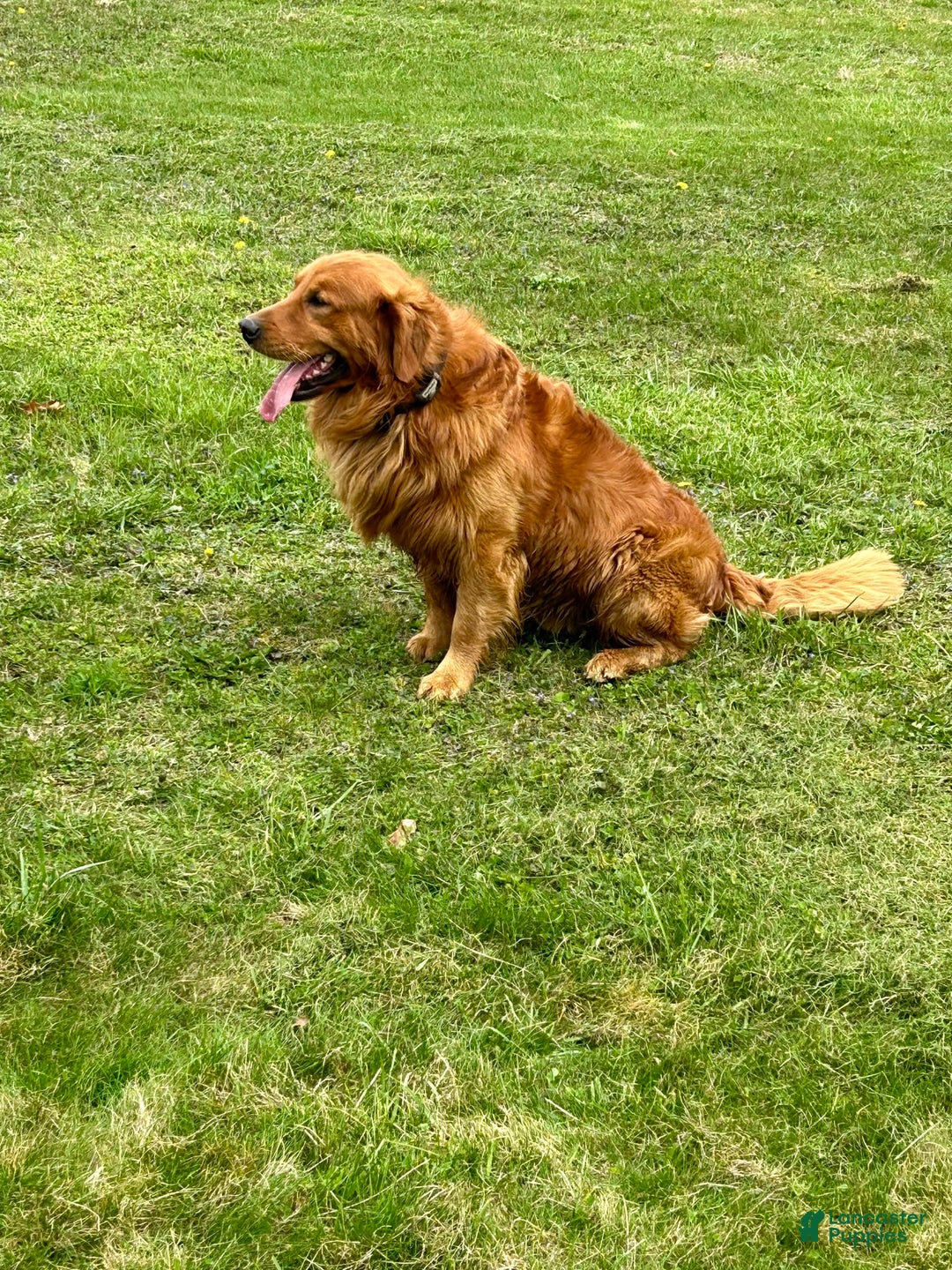Golden Retriever dogs for sale: Pumpkin - Image 15