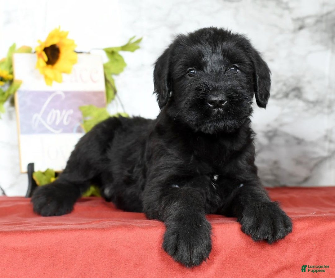 Giant Schnauzer dogs for sale: Teresa Giant - Image 5