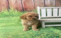 Mini Goldendoodle dogs for sale: Kona - Image 11