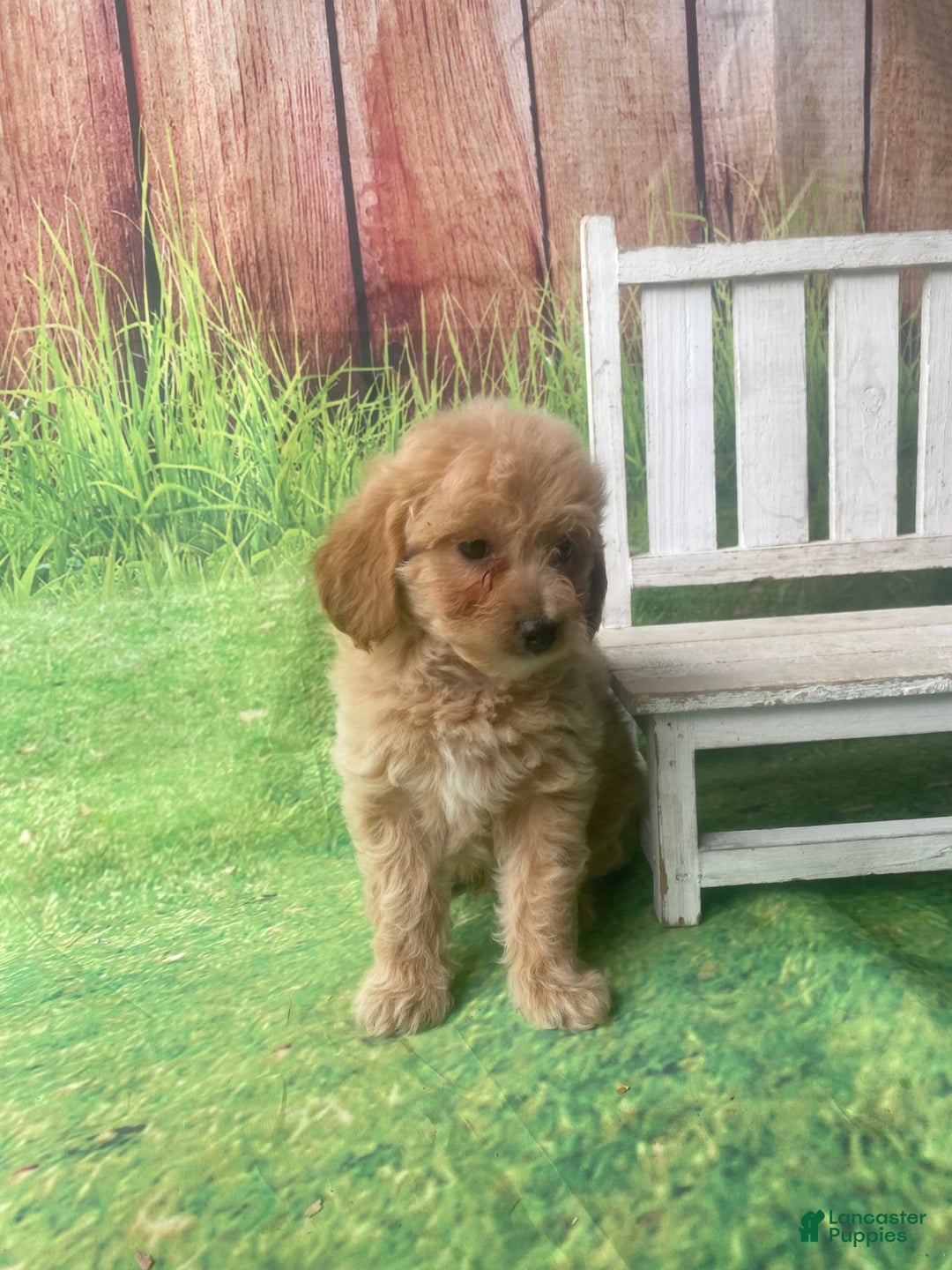 Mini Goldendoodle dogs for sale: Kona - Image 11