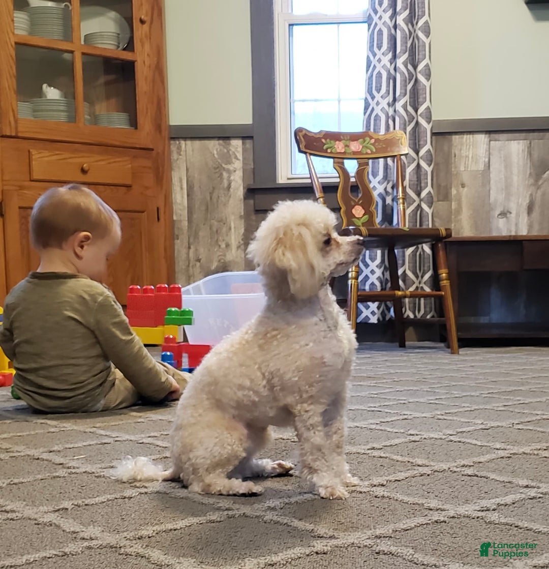 Toy Poodle dogs for sale: Summer - Image 5
