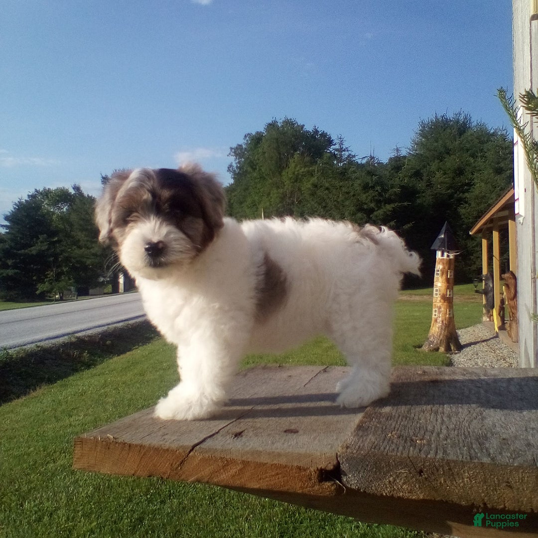Yorkiepoo dogs for sale: Lady - Image 2