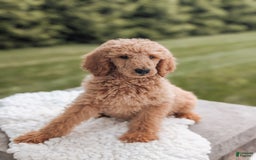 Miniature Poodle dogs for sale: Crew - Image 2