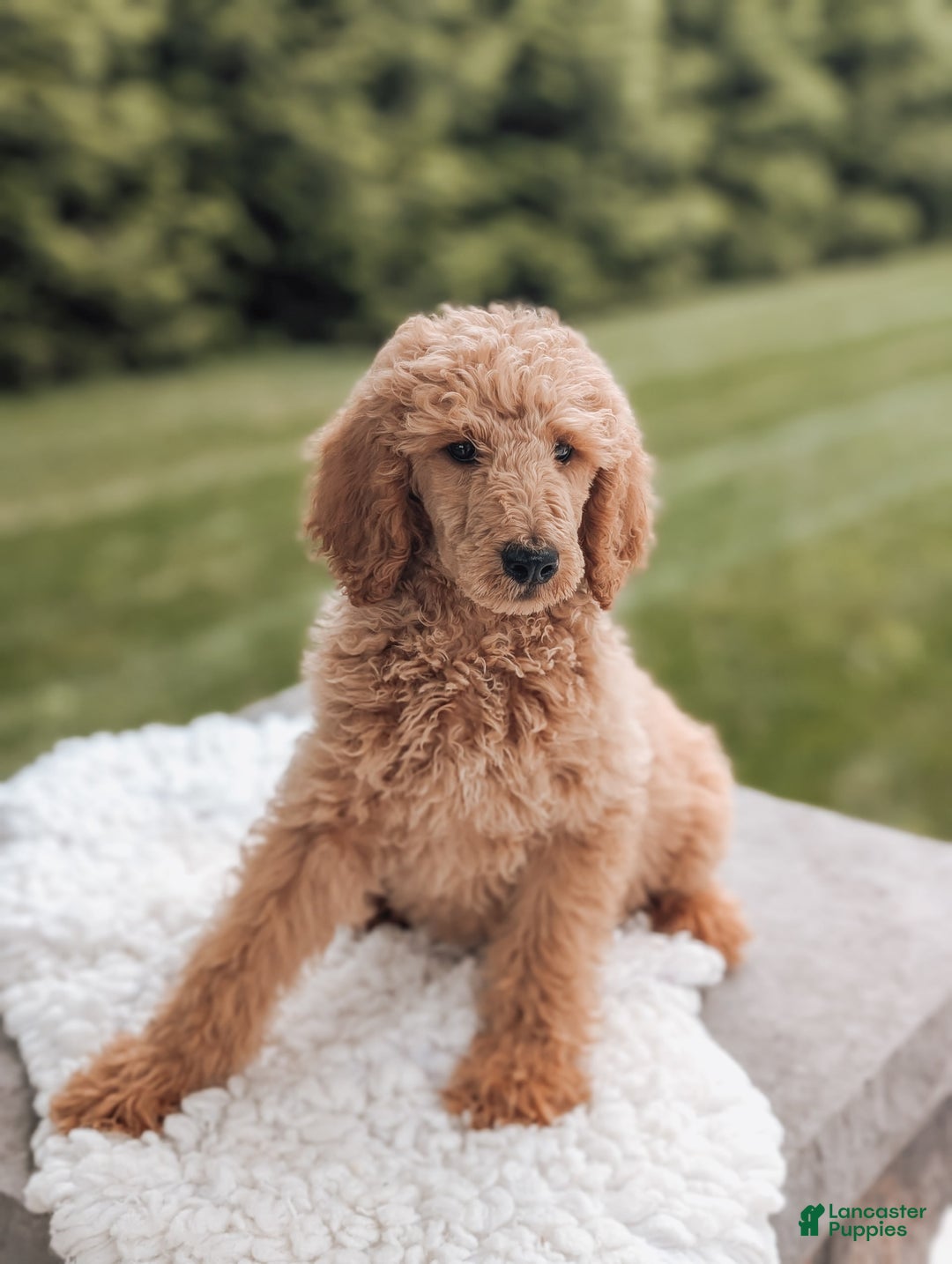Miniature Poodle dogs for sale: Crew - Image 2