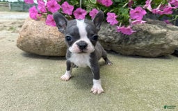 Boston Terrier dogs for sale: Peanut - Image 5