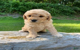 Labradoodle dogs for sale: Douglas - Image 11