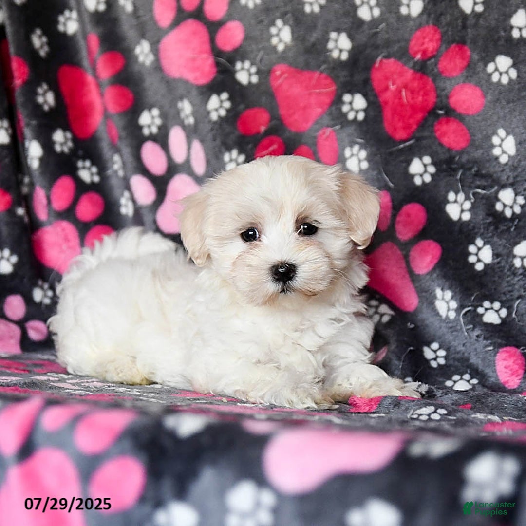 Maltese dogs for sale: Nollie - Image 2
