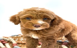 Mini Goldendoodle dogs for sale: Kordel Mini Brown Based - Image 1