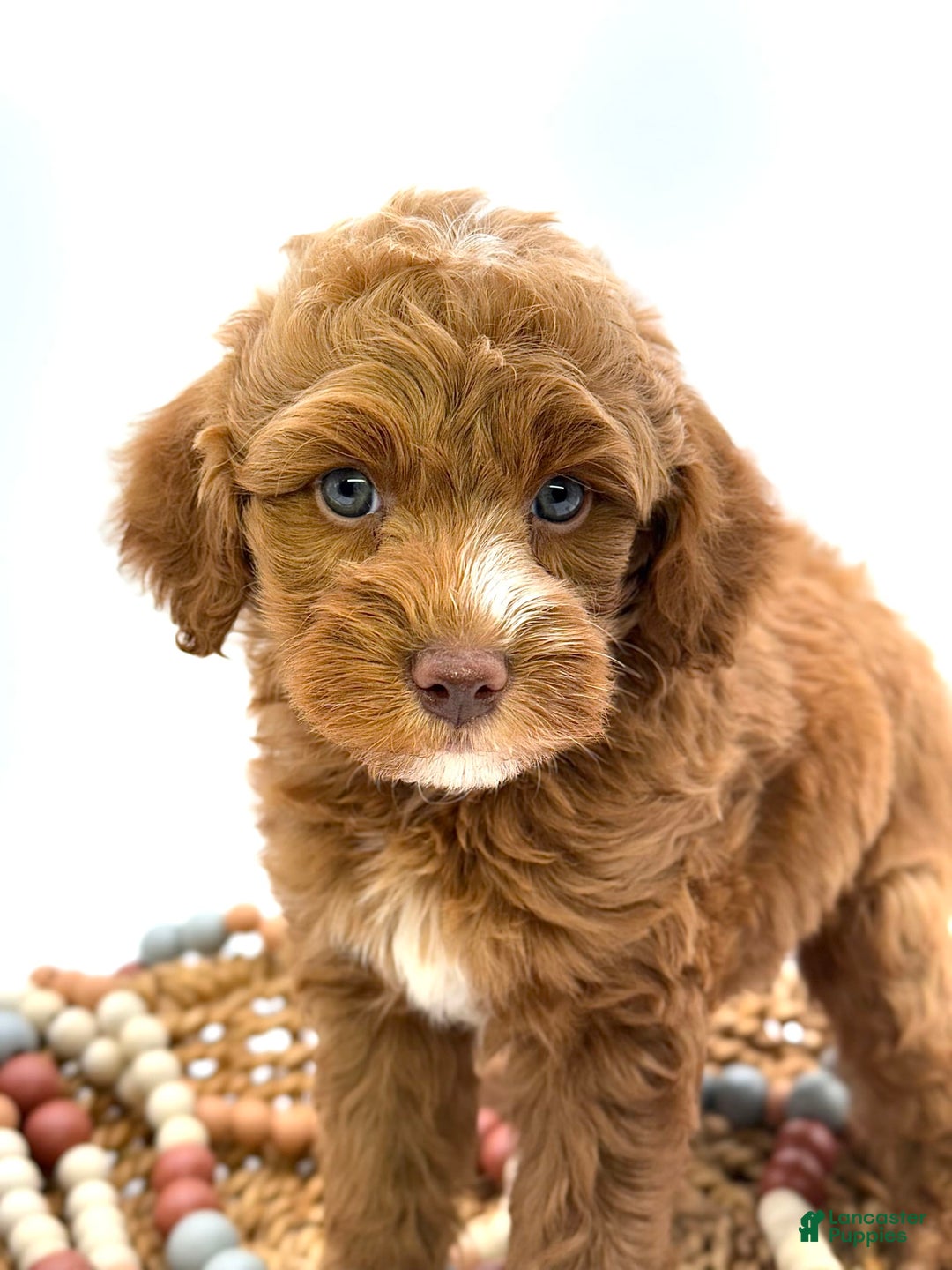 Mini Goldendoodle dogs for sale: Kordel Mini Brown Based - Image 1