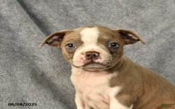 Boston Terrier dogs for sale: Louie - Image 3