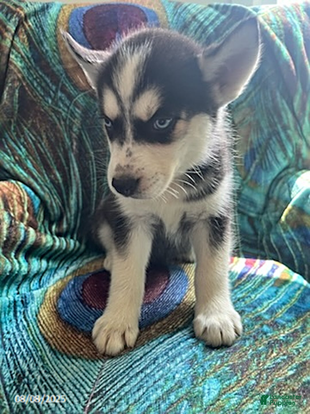 Pomsky dogs for sale: Riley - Image 2