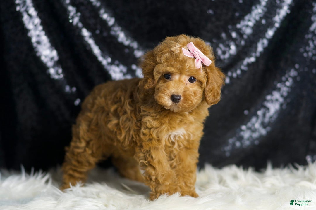 Toy Poodle dogs for sale: Patience - Image 5