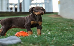 Doberman Pinscher dogs for sale: Dakota - Image 5