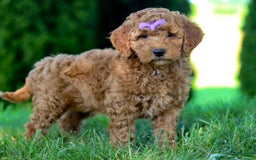 Goldendoodle dogs for sale: Sugar - Image 4