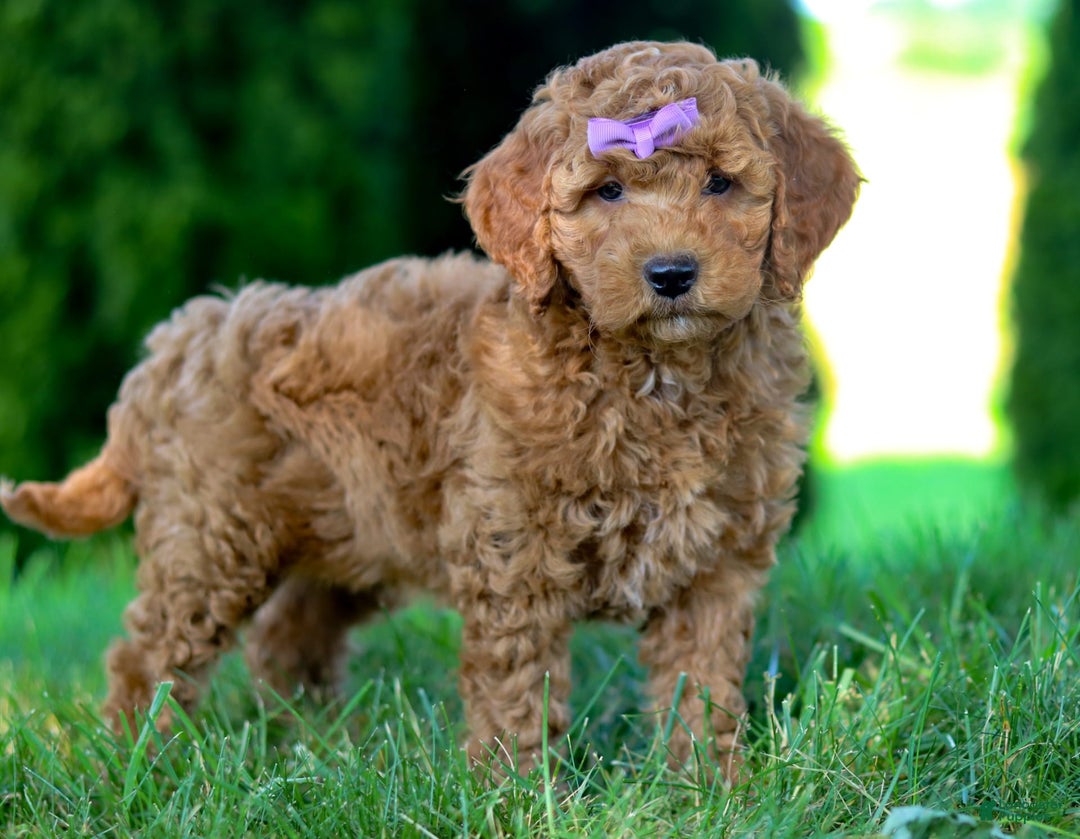Goldendoodle dogs for sale: Sugar - Image 4