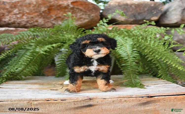Miniature Poodle dogs for sale - Ad 1