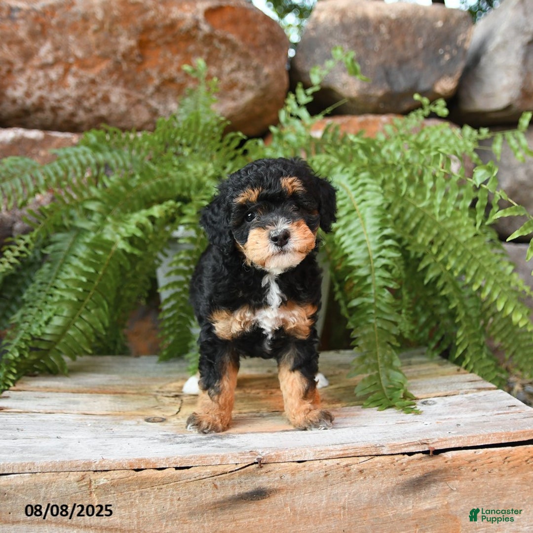 Miniature Poodle dogs for sale: Ivory - Image 1