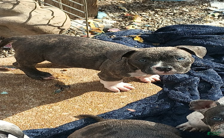 American Bully dogs for sale - Ad 1