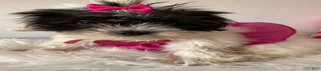 Shihpoo