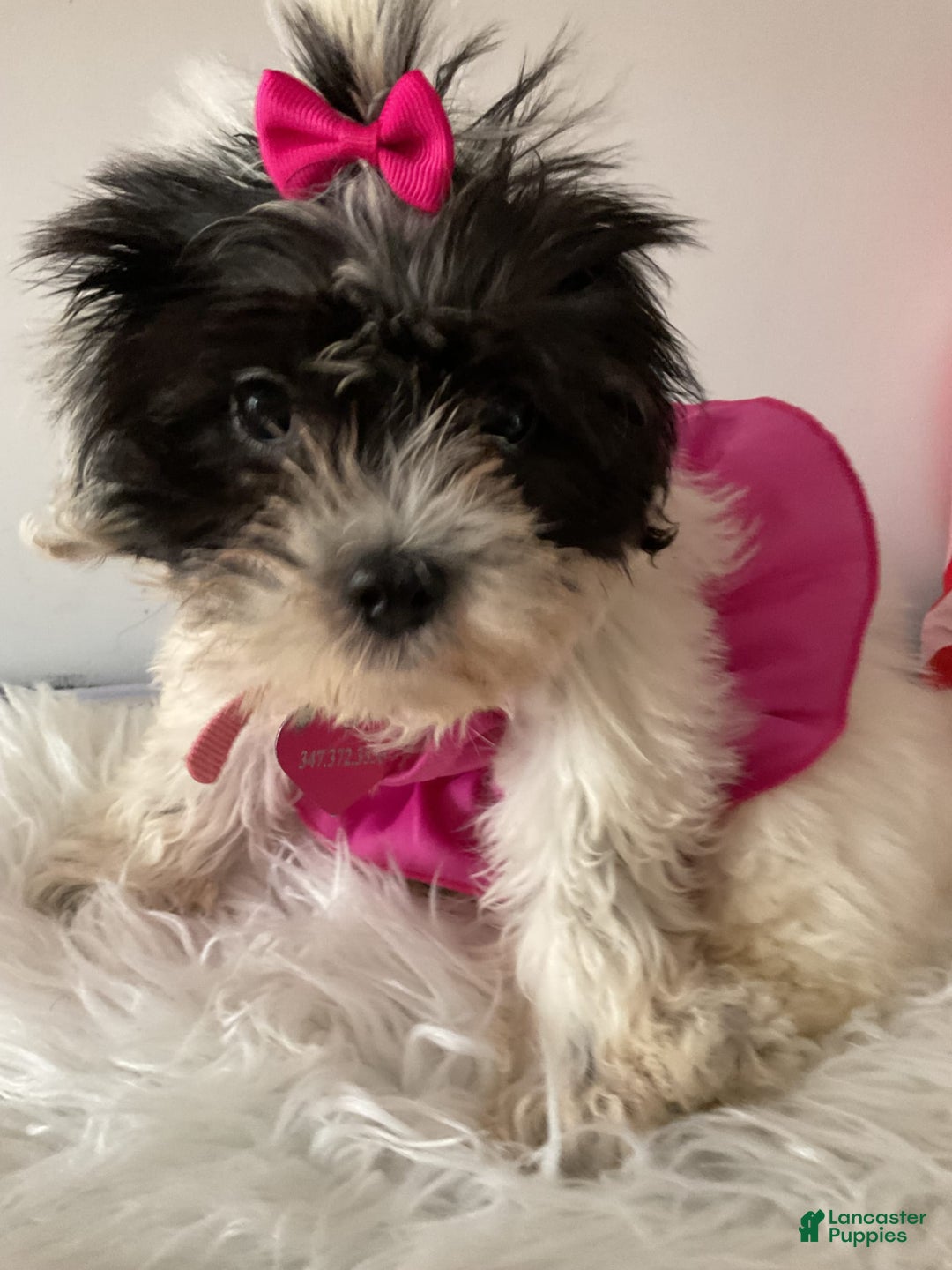 Shihpoo dogs for sale: Shihpoo - Image 1