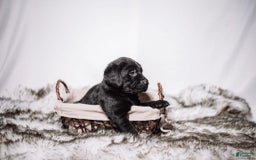 Goldador dogs for sale: Orange - Image 9
