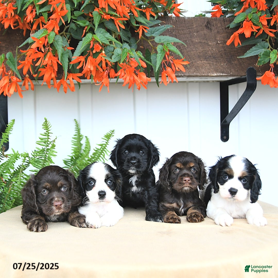 Cocker Spaniel dogs for sale: Nikki - Image 4