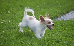 Cavapoo dogs for sale: Hana - Image 4
