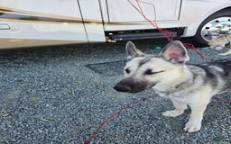 Gerberian Shepsky dogs for sale: Sheba - Image 7
