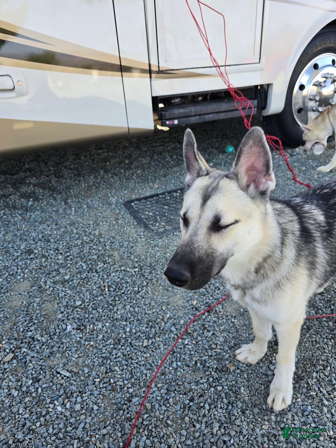 Gerberian Shepsky dogs for sale: Sheba - Image 7