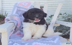 Miniature Poodle dogs for sale: Buster - Image 2