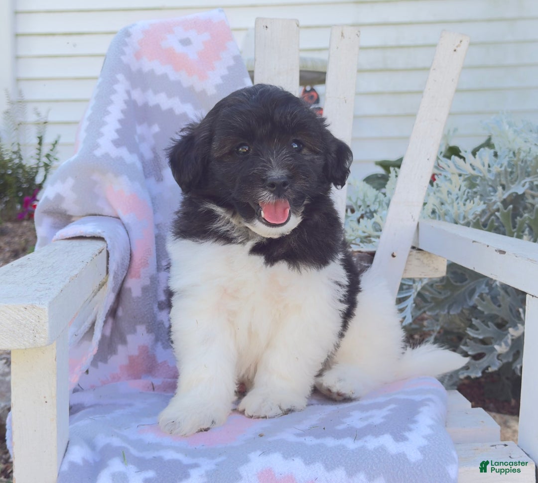 Miniature Poodle dogs for sale: Buster - Image 2