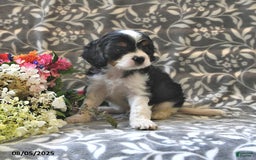 Cavapoo dogs for sale: Bailey - Image 4