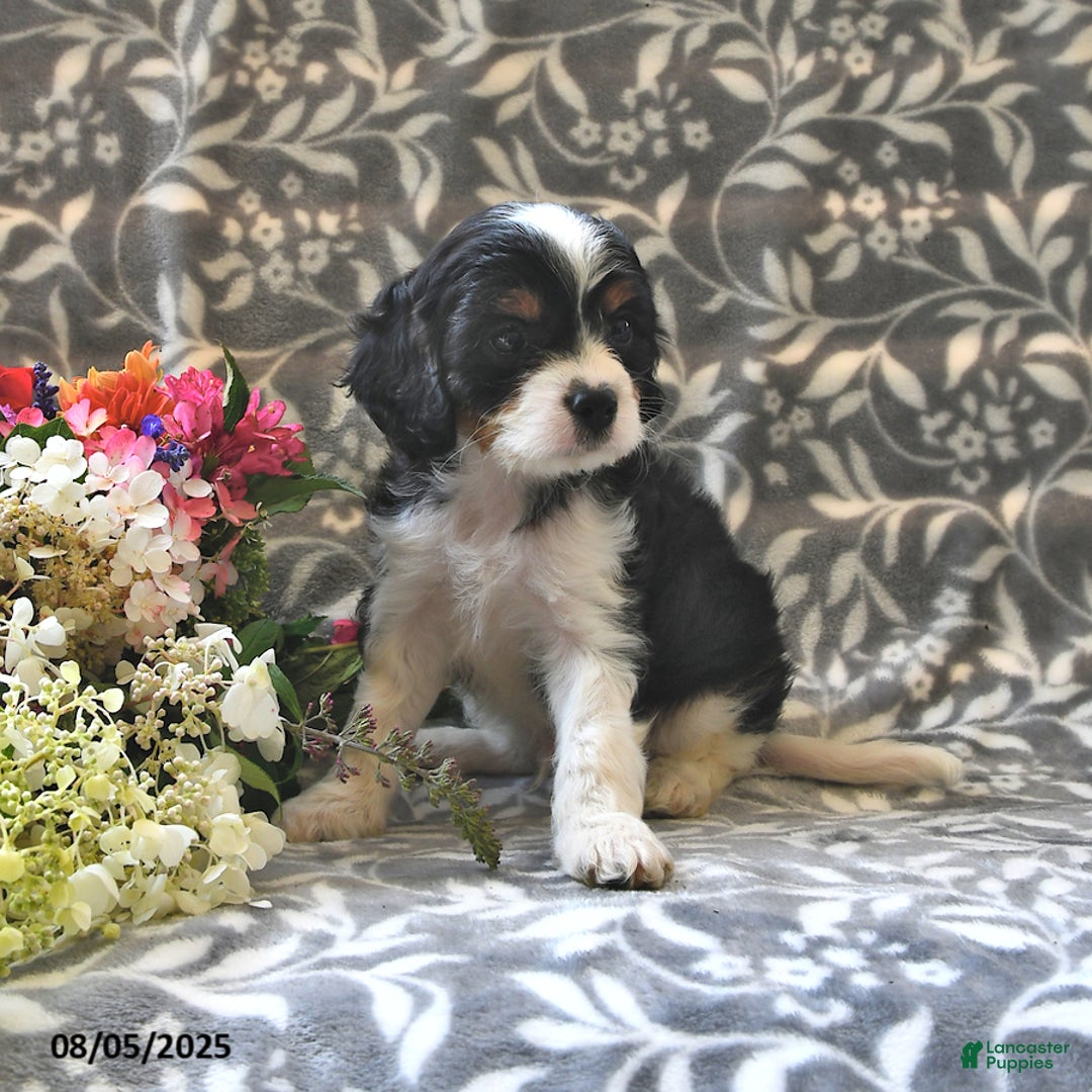 Cavapoo dogs for sale: Bailey - Image 4